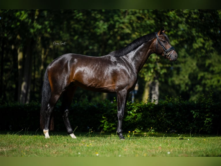 KWPN Étalon 3 Ans 163 cm Bai brun in Weert