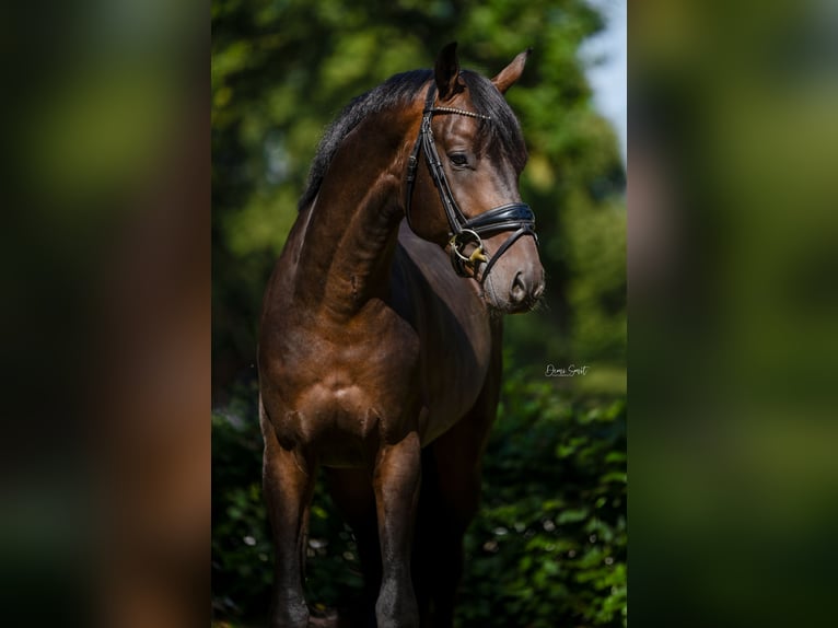 KWPN Étalon 3 Ans 163 cm Bai brun in Weert