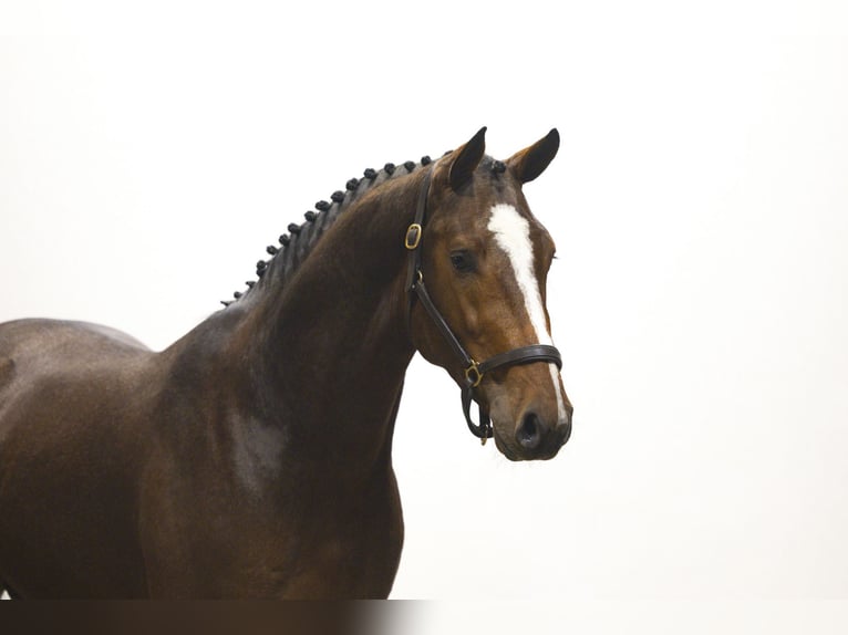 KWPN Étalon 3 Ans 163 cm Bai in Waddinxveen