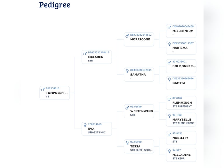 KWPN Étalon 3 Ans 164 cm Alezan brûlé in MADRID