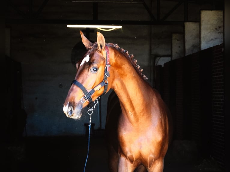 KWPN Étalon 3 Ans 164 cm Alezan brûlé in MADRID