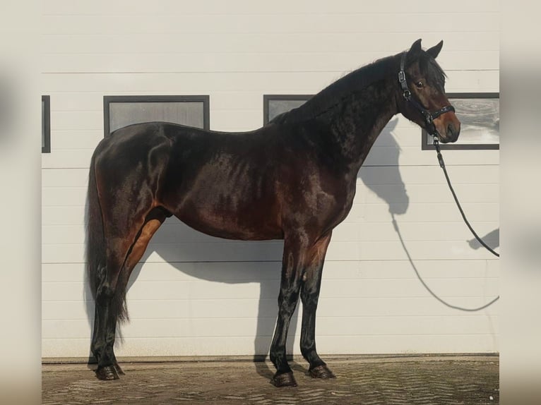 KWPN Étalon 3 Ans 164 cm Bai brun in Someren