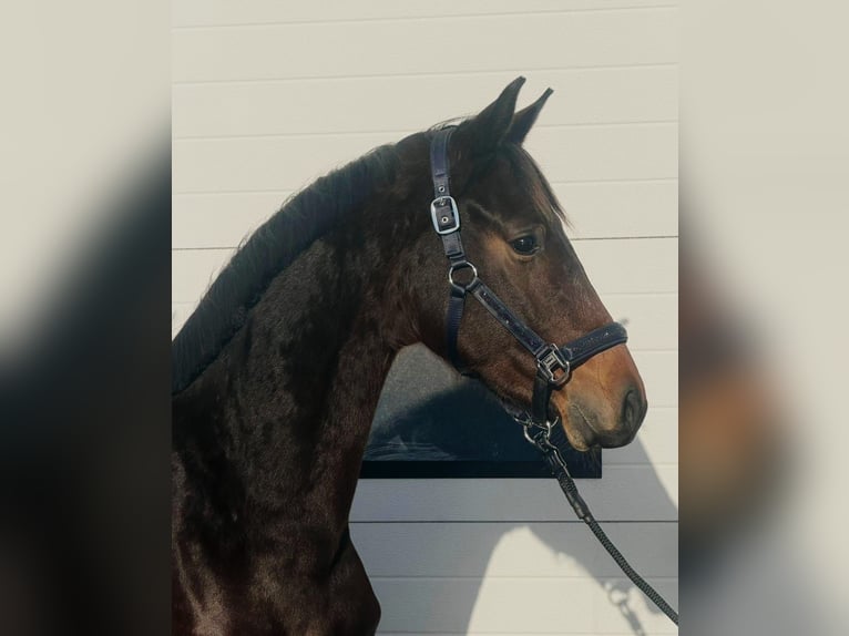 KWPN Étalon 3 Ans 164 cm Bai brun in Someren