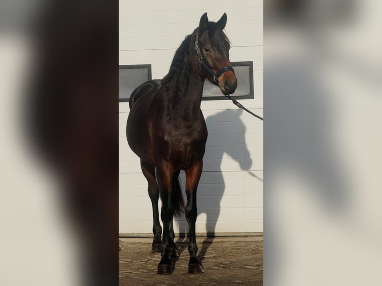 KWPN Étalon 3 Ans 164 cm Bai brun in Someren