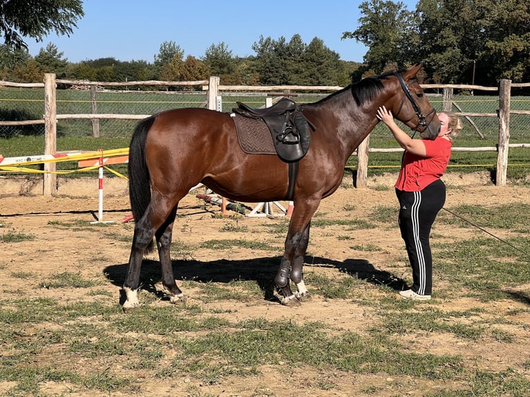 KWPN Étalon 3 Ans 165 cm Bai cerise in Lendava