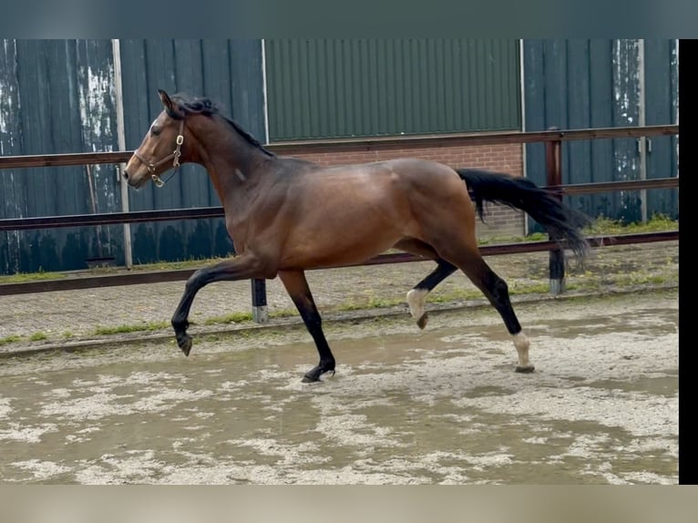 KWPN Étalon 3 Ans 165 cm Bai in Zieuwent