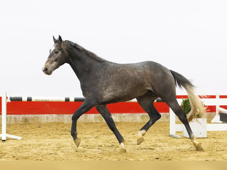 KWPN Étalon 3 Ans 165 cm  in Waddinxveen