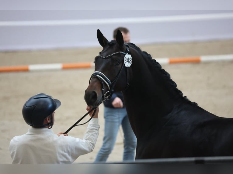 KWPN Étalon 3 Ans 166 cm Bai brun in Lieren