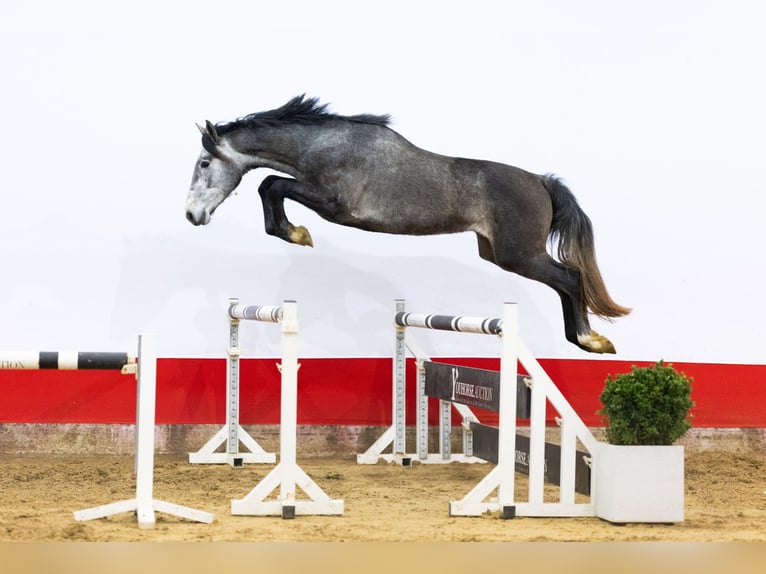 KWPN Étalon 3 Ans 166 cm Gris in Waddinxveen