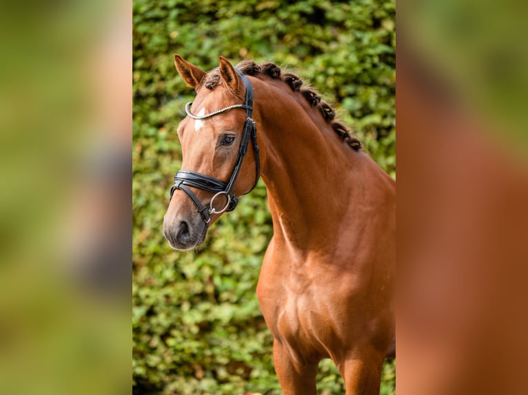 KWPN Étalon 3 Ans 167 cm Alezan in Eibergen