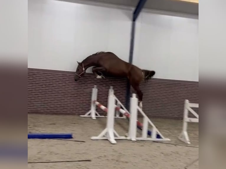 KWPN Étalon 3 Ans 168 cm Alezan brûlé in Békéscsaba