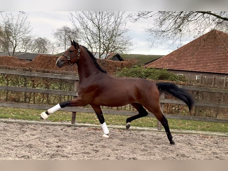 KWPN Étalon 3 Ans 168 cm Bai brun in Moergestel