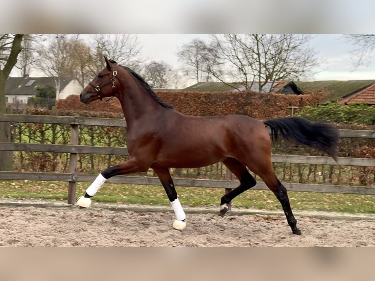 KWPN Étalon 3 Ans 168 cm Bai brun in Moergestel