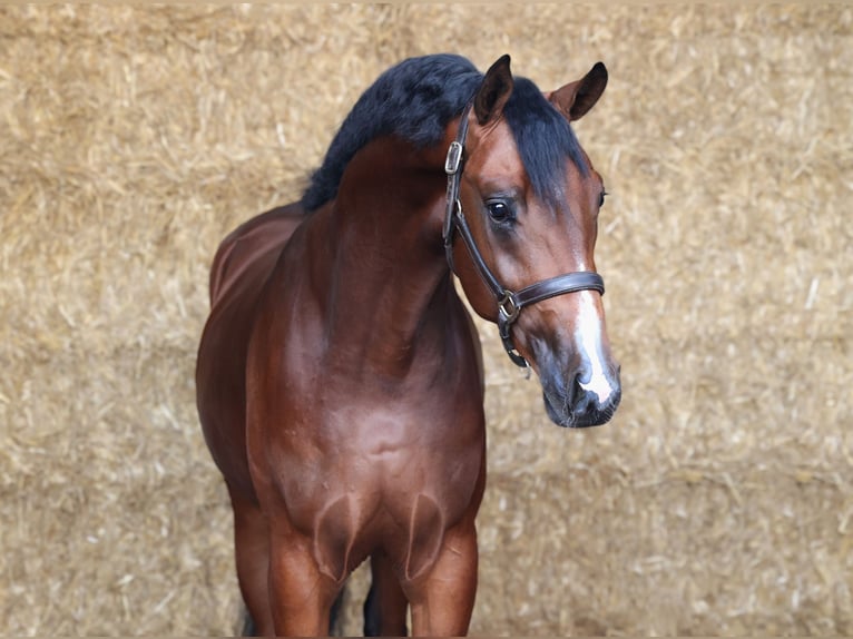 KWPN Étalon 3 Ans 168 cm Bai brun in Moergestel