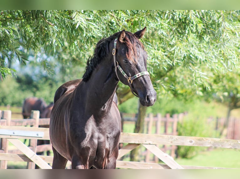 KWPN Étalon 3 Ans 168 cm Noir in Ovezande