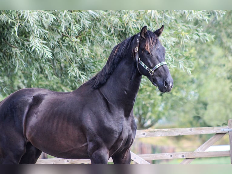 KWPN Étalon 3 Ans 168 cm Noir in Ovezande