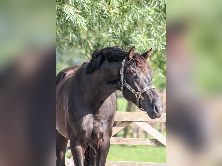 KWPN Étalon 3 Ans 168 cm Noir in Ovezande