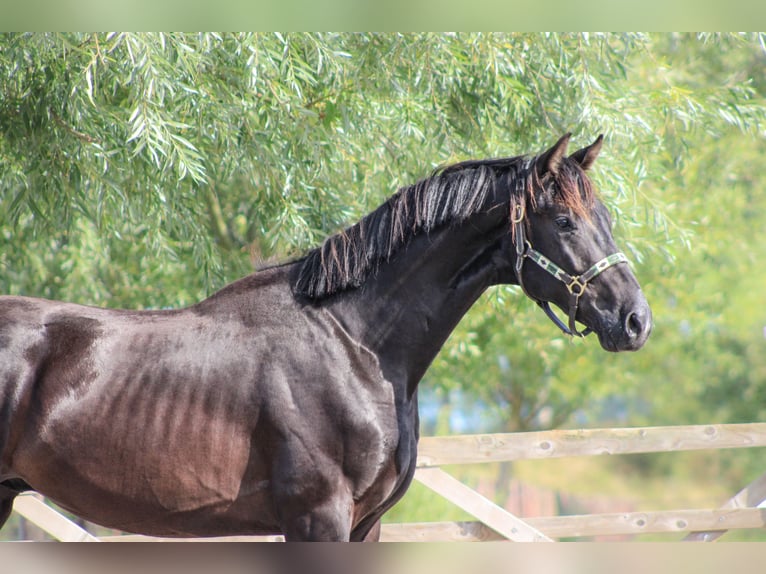 KWPN Étalon 3 Ans 168 cm Noir in Ovezande