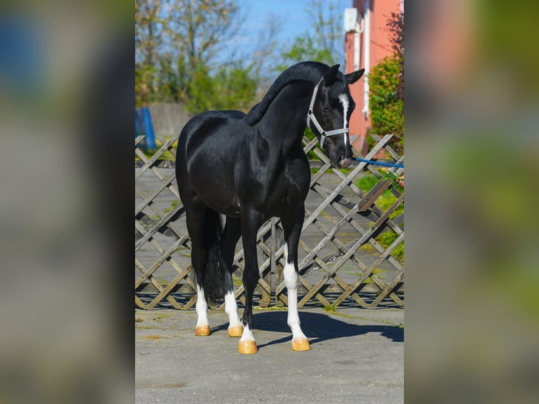 KWPN Étalon 3 Ans 168 cm Pinto in Békéscsaba