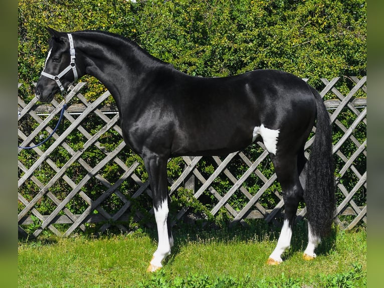 KWPN Étalon 3 Ans 168 cm Pinto in Békéscsaba