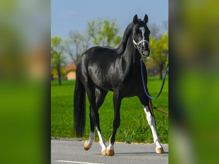 KWPN Étalon 3 Ans 168 cm Pinto in Békéscsaba