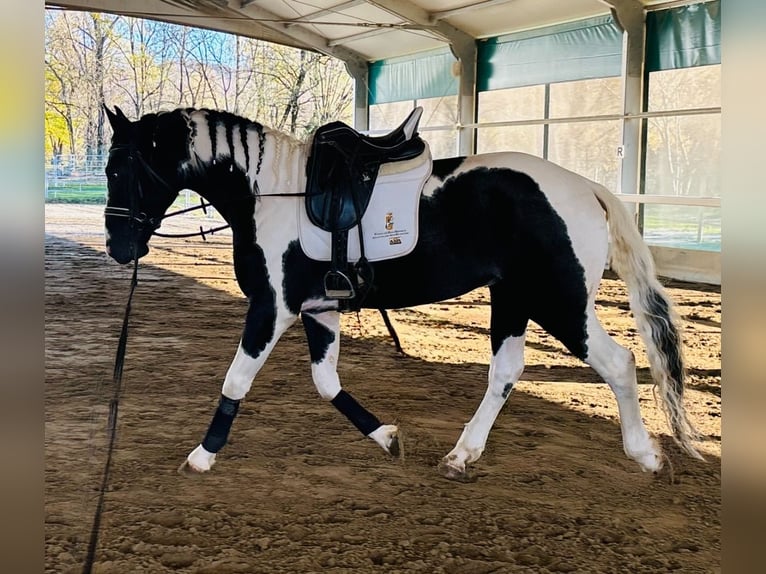 KWPN Étalon 3 Ans 168 cm Pinto in Bergamo