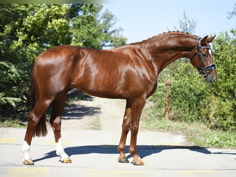 KWPN Étalon 3 Ans 169 cm Alezan brûlé in Gyomaendr&#xF6;d