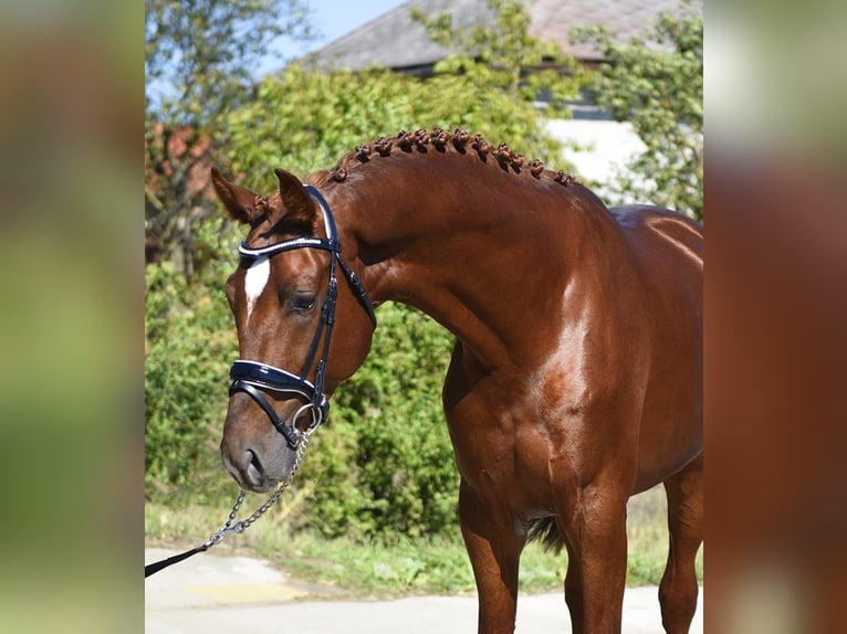 KWPN Étalon 3 Ans 169 cm Alezan brûlé in Gyomaendr&#xF6;d