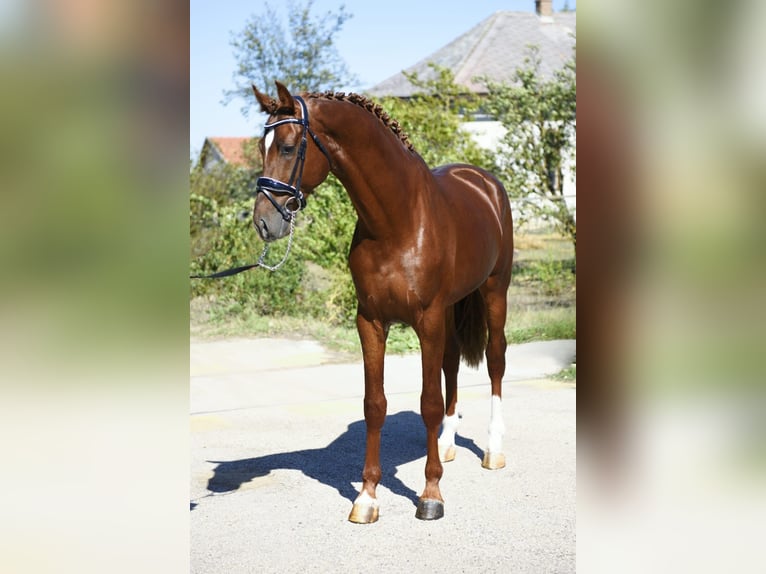 KWPN Étalon 3 Ans 169 cm Alezan brûlé in Gyomaendr&#xF6;d