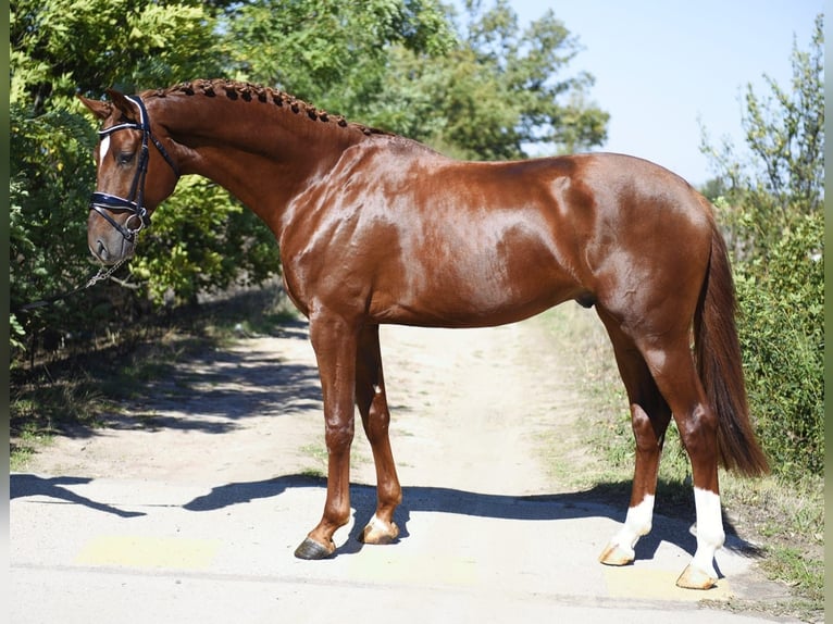 KWPN Étalon 3 Ans 169 cm Alezan brûlé in Gyomaendr&#xF6;d