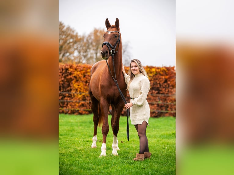 KWPN Étalon 3 Ans 169 cm Alezan in Oss