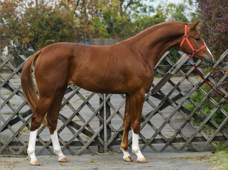 KWPN Étalon 3 Ans 169 cm Alezan in Békéscsaba