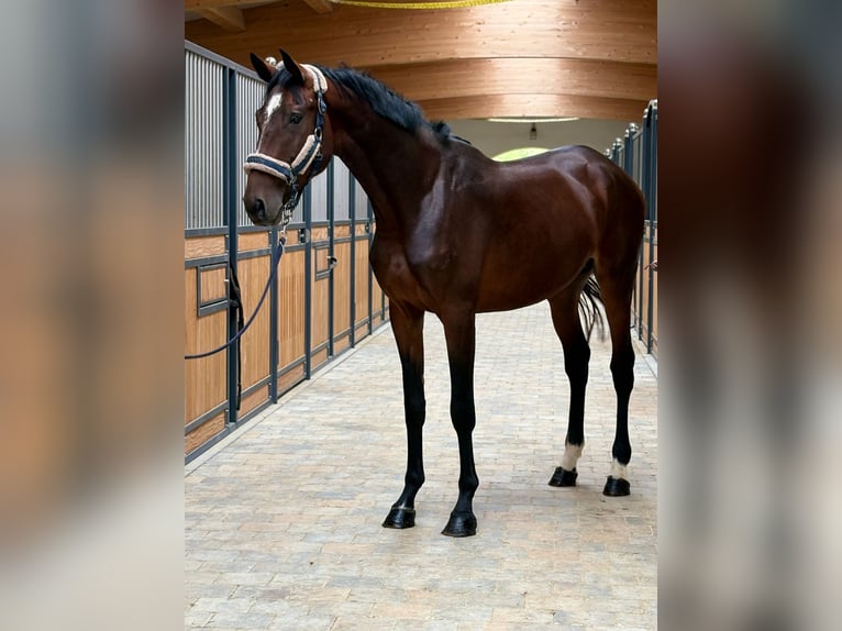 KWPN Étalon 3 Ans 169 cm Bai brun in Westerheim