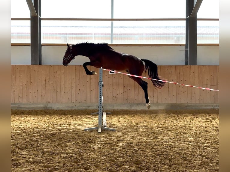 KWPN Étalon 3 Ans 169 cm Bai brun in Westerheim