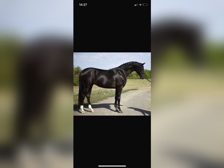 KWPN Étalon 3 Ans 169 cm Noir in Újszász