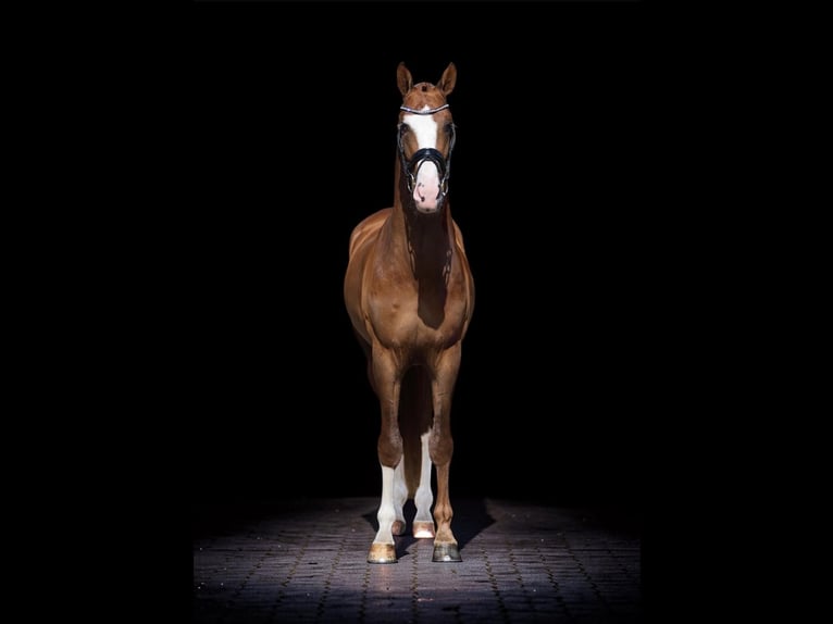 KWPN Étalon 3 Ans 170 cm Alezan in Volkel