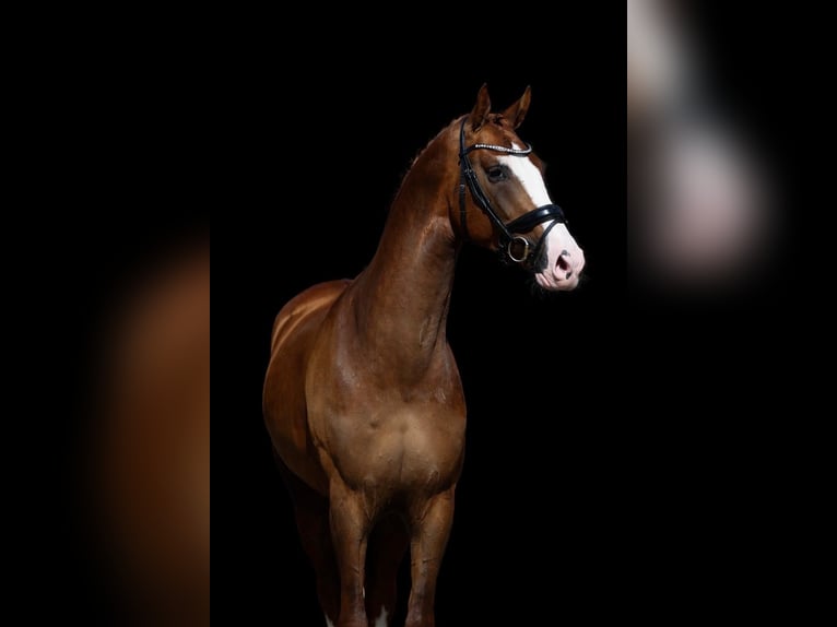 KWPN Étalon 3 Ans 170 cm Alezan in Volkel