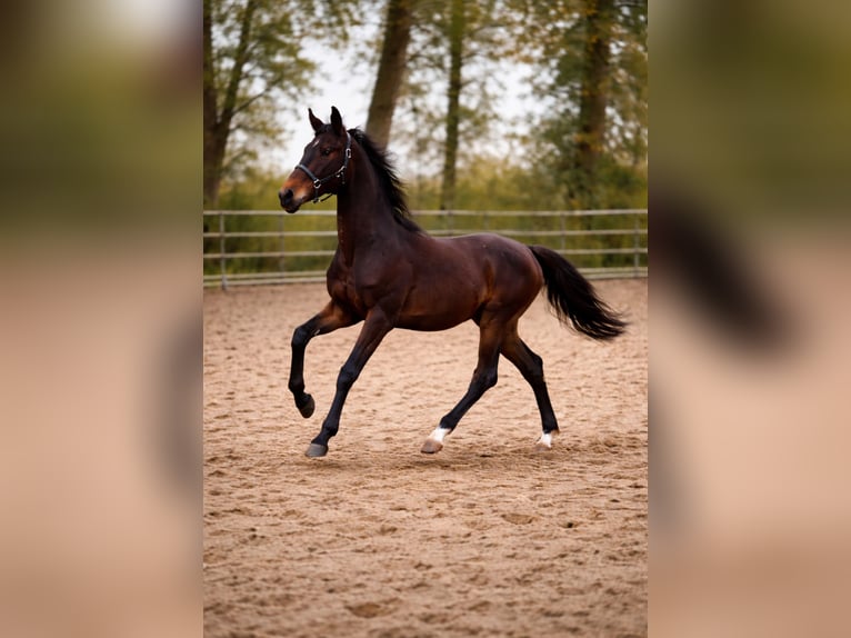 KWPN Étalon 3 Ans 170 cm Bai brun in Zuid-Beijerland