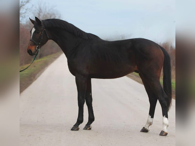 KWPN Étalon 3 Ans 170 cm Bai brun in Halbenrain