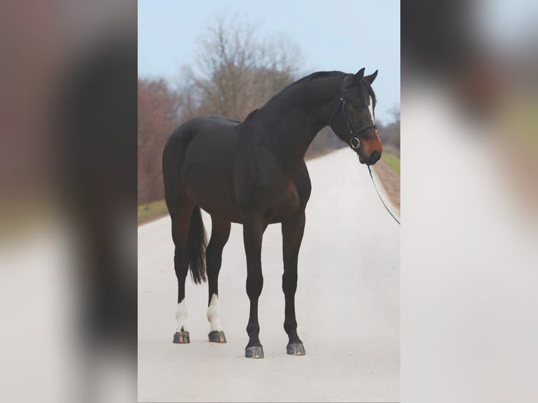 KWPN Étalon 3 Ans 170 cm Bai brun in Halbenrain