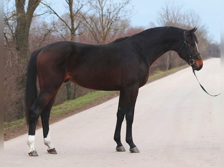 KWPN Étalon 3 Ans 170 cm Bai brun in Halbenrain