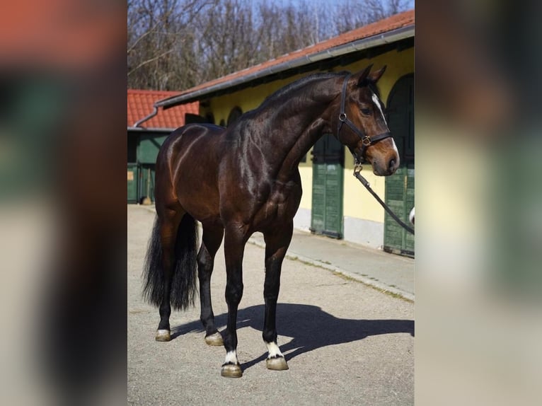 KWPN Étalon 3 Ans 170 cm Bai brun in Murska Soboda