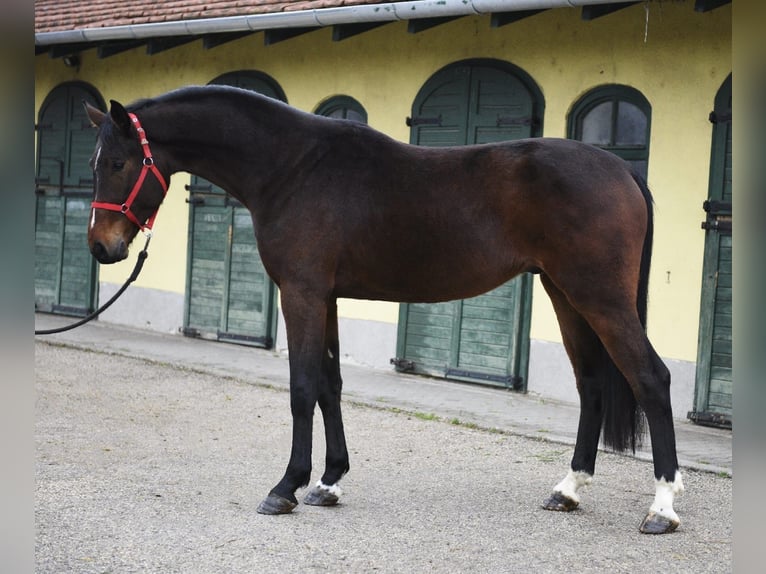 KWPN Étalon 3 Ans 170 cm Bai brun in Murska Soboda