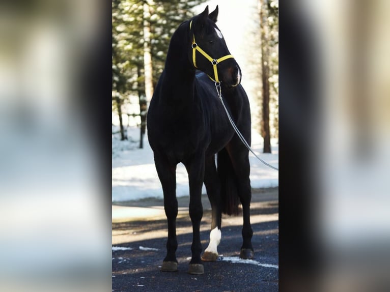 KWPN Étalon 3 Ans 170 cm Bai brun in Murska sobota