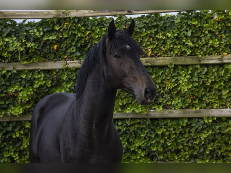 KWPN Étalon 3 Ans 170 cm Bai brun in Waddinxveen