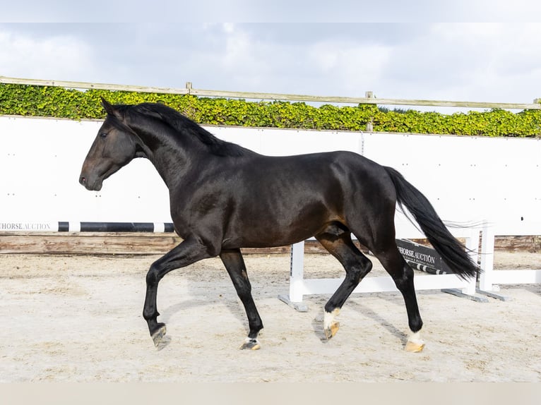KWPN Étalon 3 Ans 170 cm Bai brun in Waddinxveen