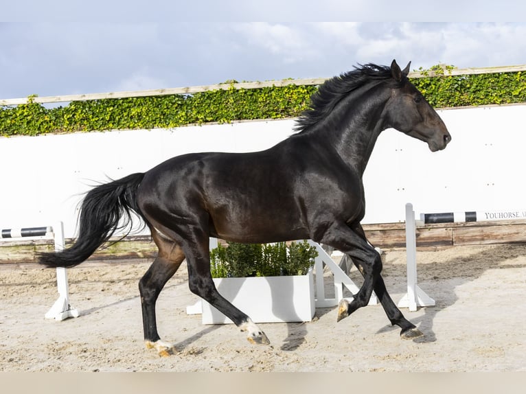 KWPN Étalon 3 Ans 170 cm Bai brun in Waddinxveen