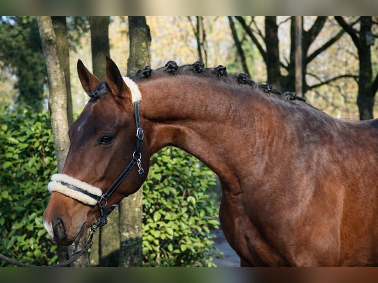 KWPN Étalon 3 Ans 170 cm Bai in Fürstenau