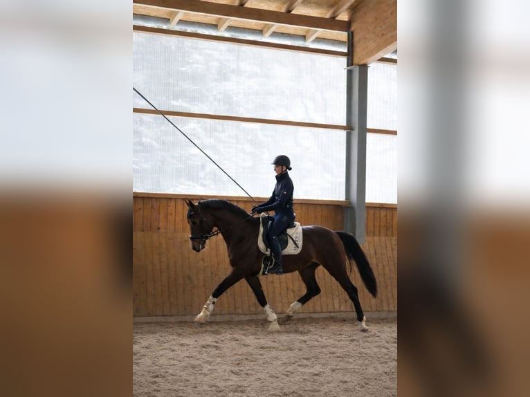 KWPN Étalon 3 Ans 170 cm Bai in Fürstenau