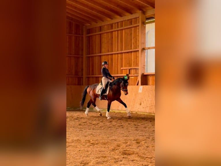 KWPN Étalon 3 Ans 170 cm Bai in Fürstenau